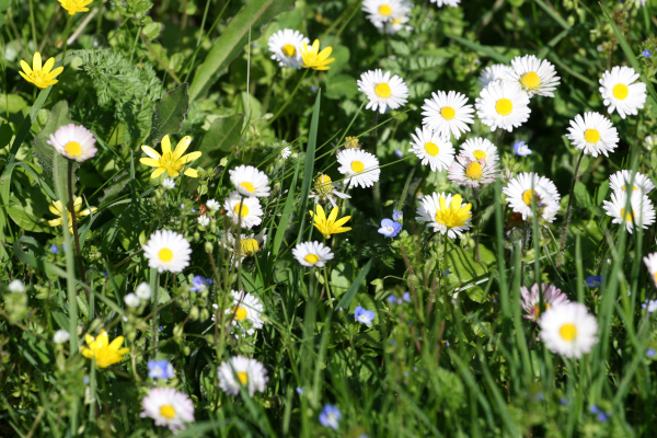 Herbes hautes et fleurs sauvages du jardin © Nicolas Macaire LPO